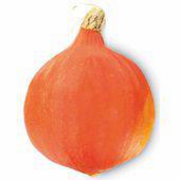 Pompoen oranje 1 ST